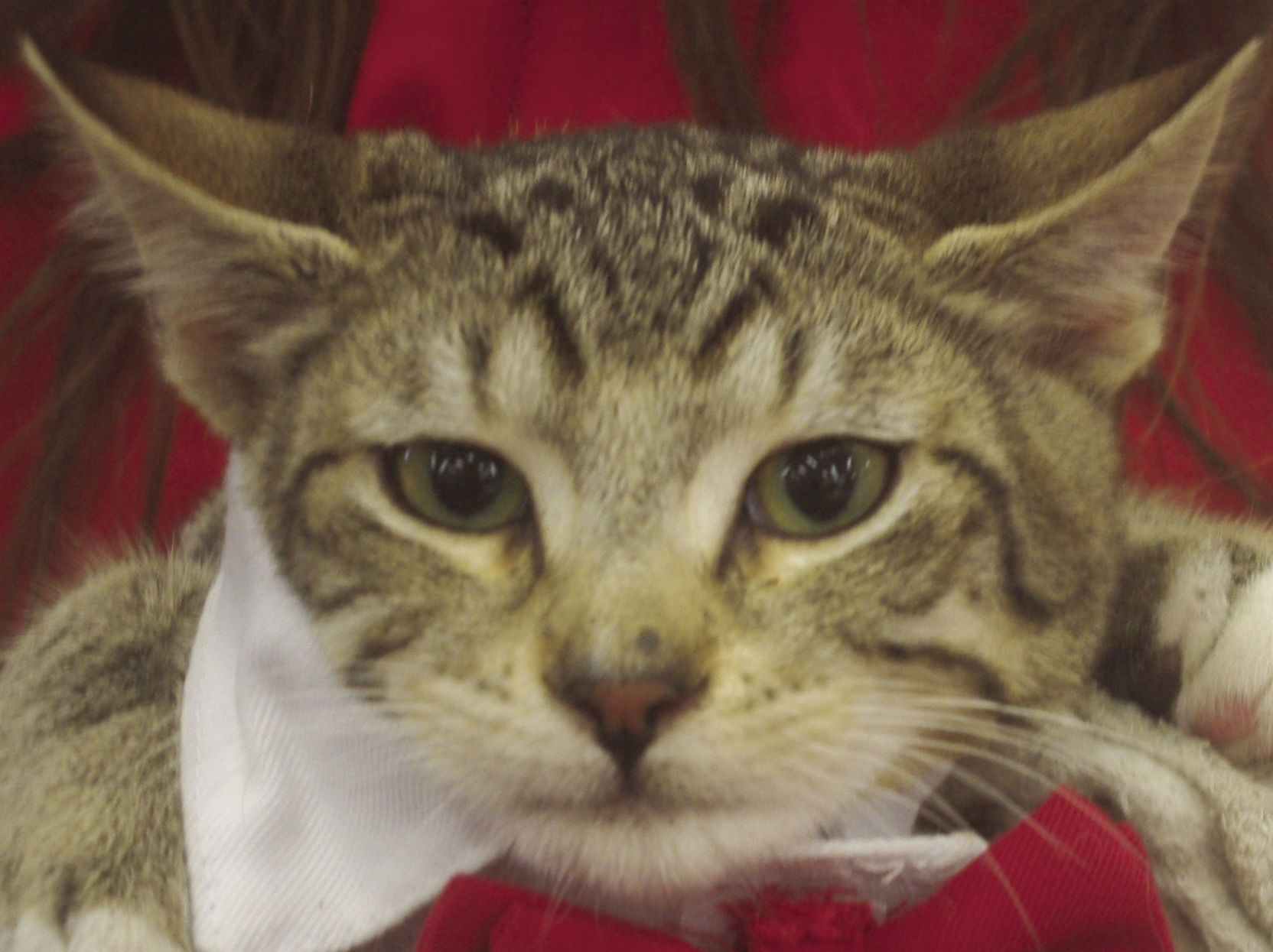Pets of the Week: Samson